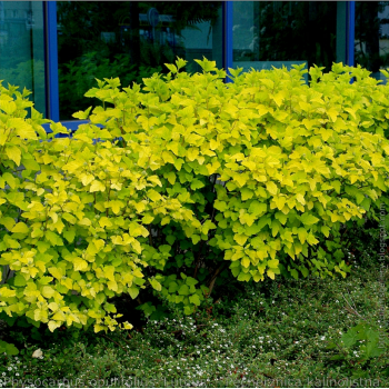 PĘCHERZNICA żółta - sadzonki 30 / 50 cm